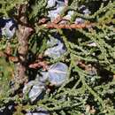 Image of Callitris arenaria (C. A. Gardner) J. E. Piggin & J. J. Bruhl