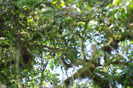 Image of Red-billed Parrot