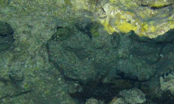 Image of pinecone fishes