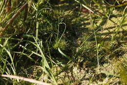 Слика од Myriophyllum verticillatum L.