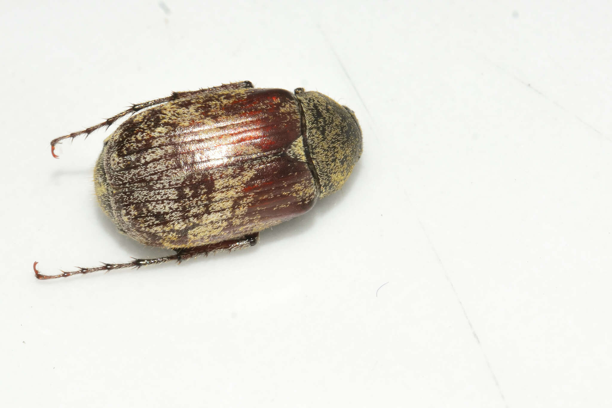 Image of Isonychus arizonensis Howden 1959