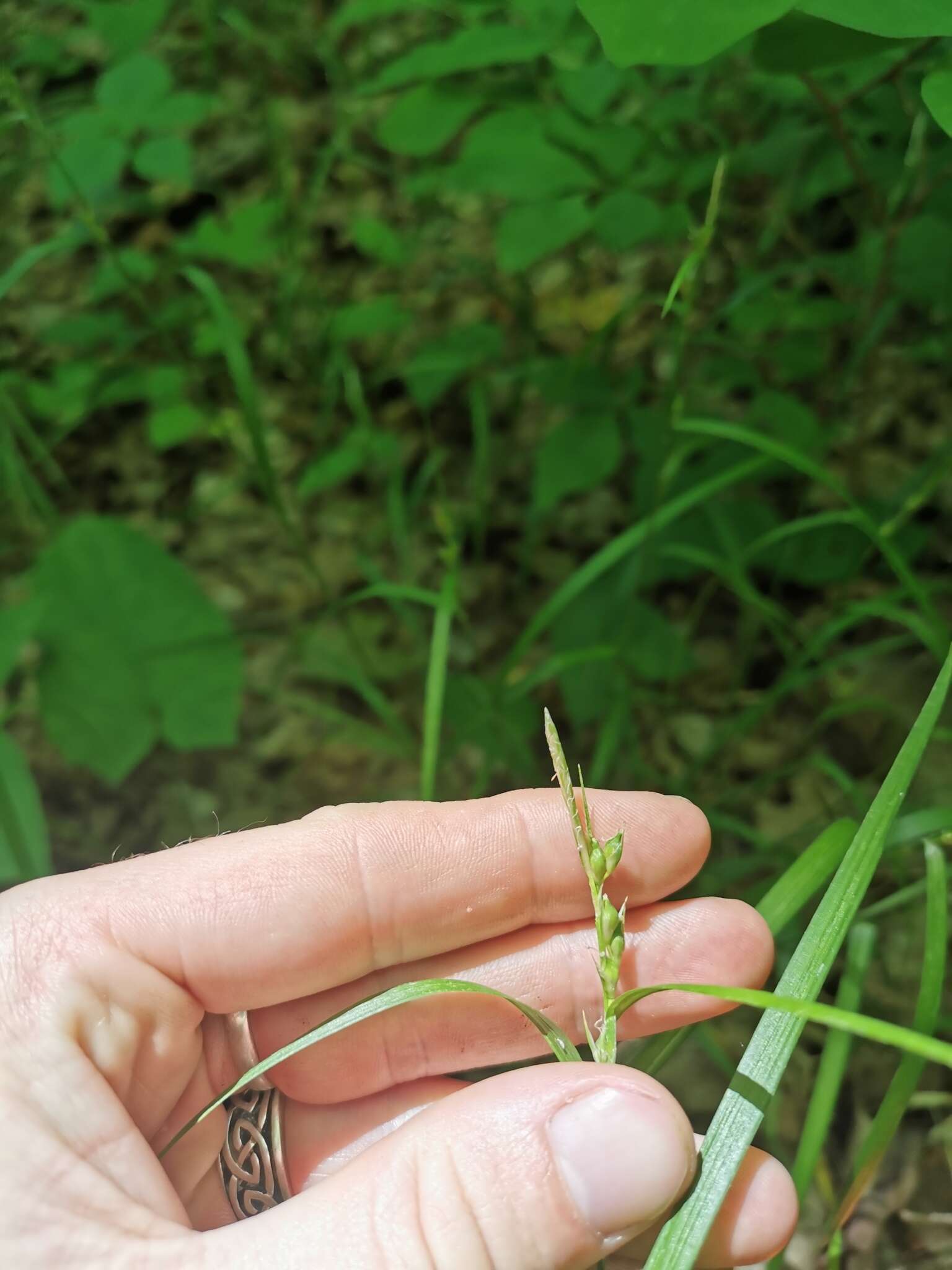 Image of Hitchcock's sedge