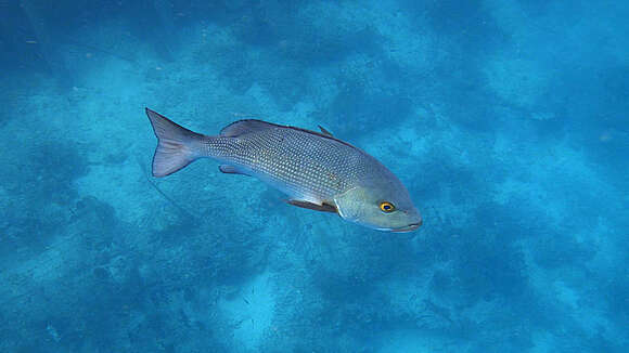 Image of two-spot red snapper