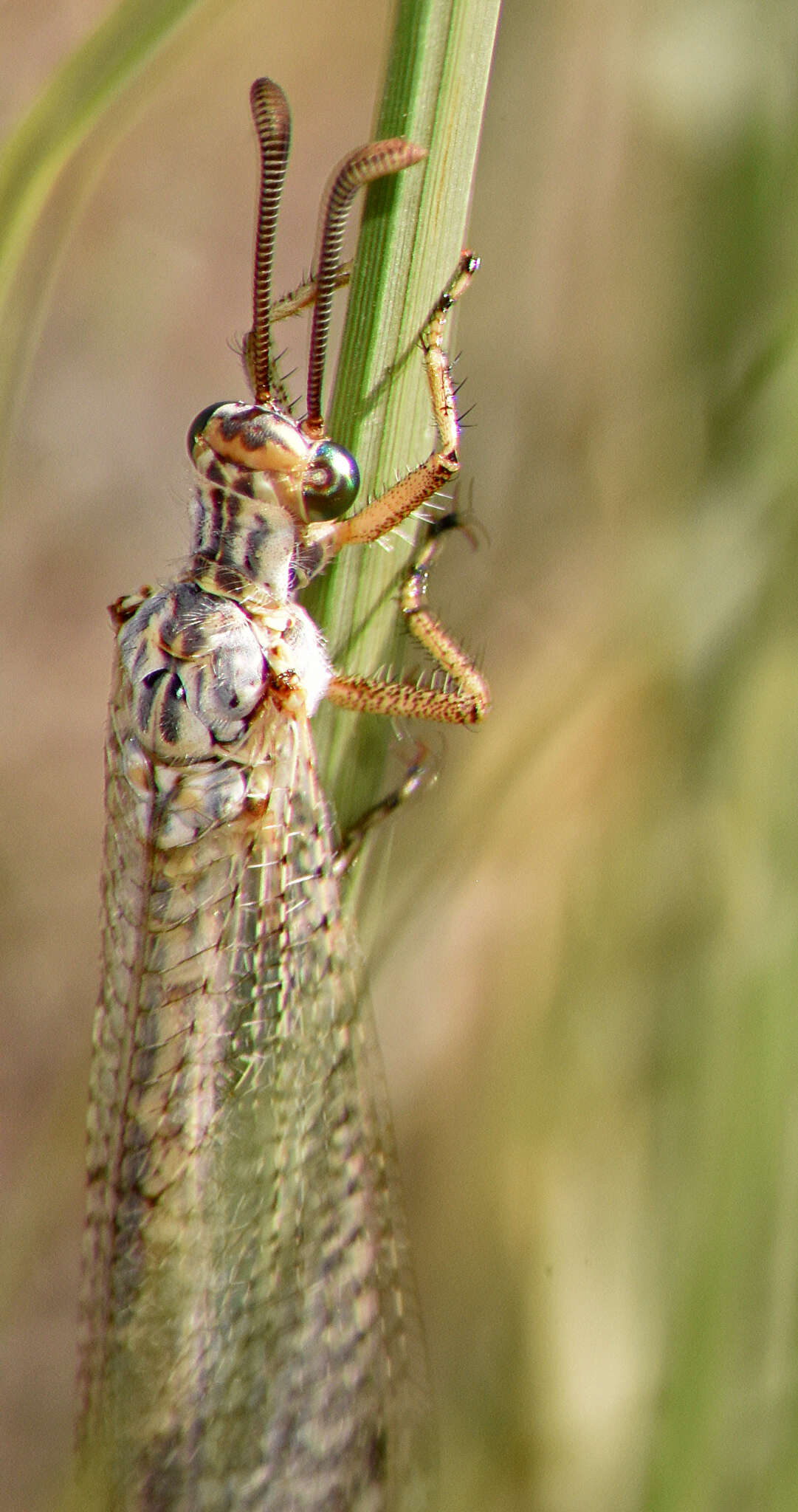 Image of Scotoleon carrizonus (Hagen 1888)