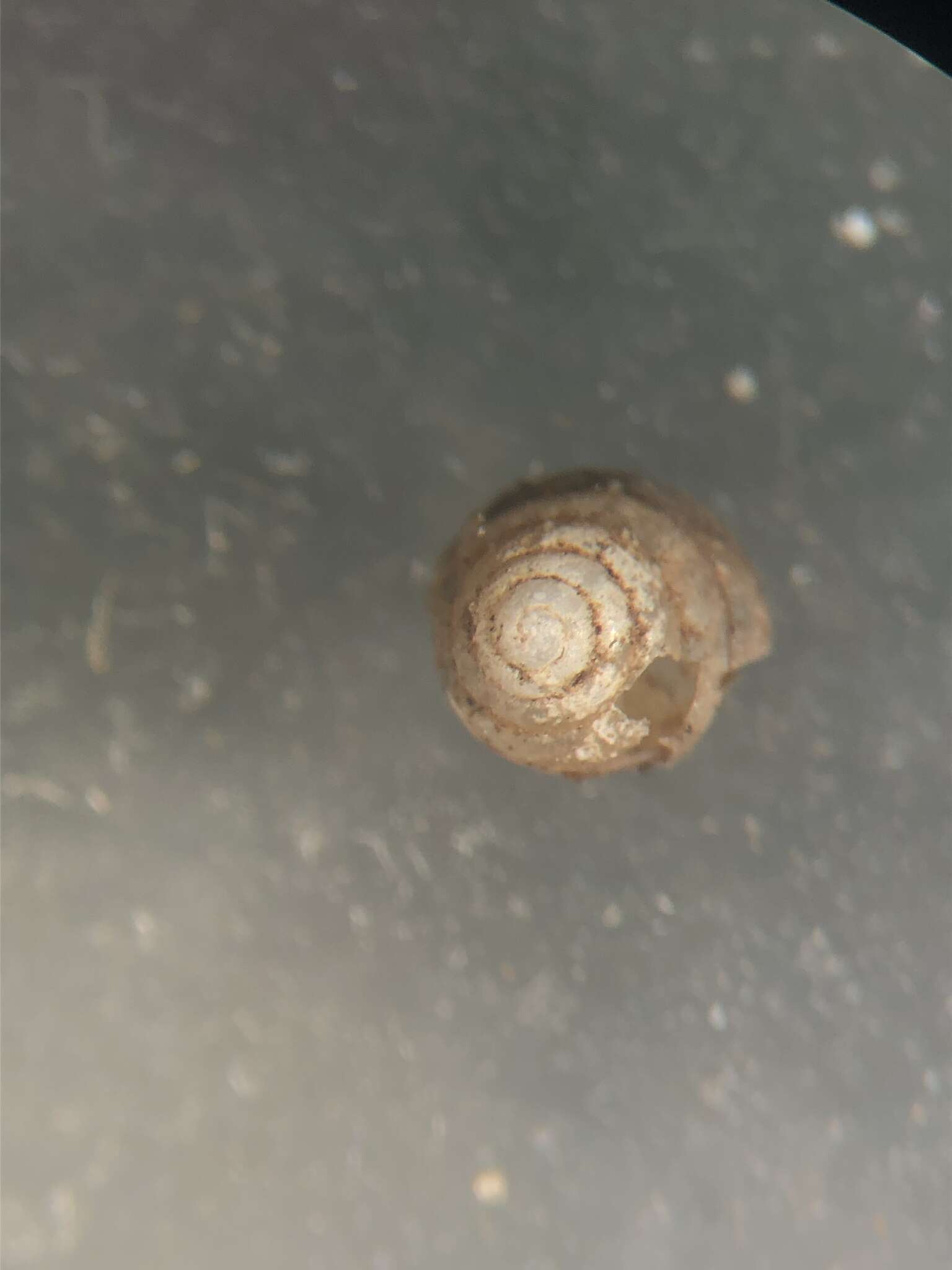 صورة <i>Euconulus chersinus</i>