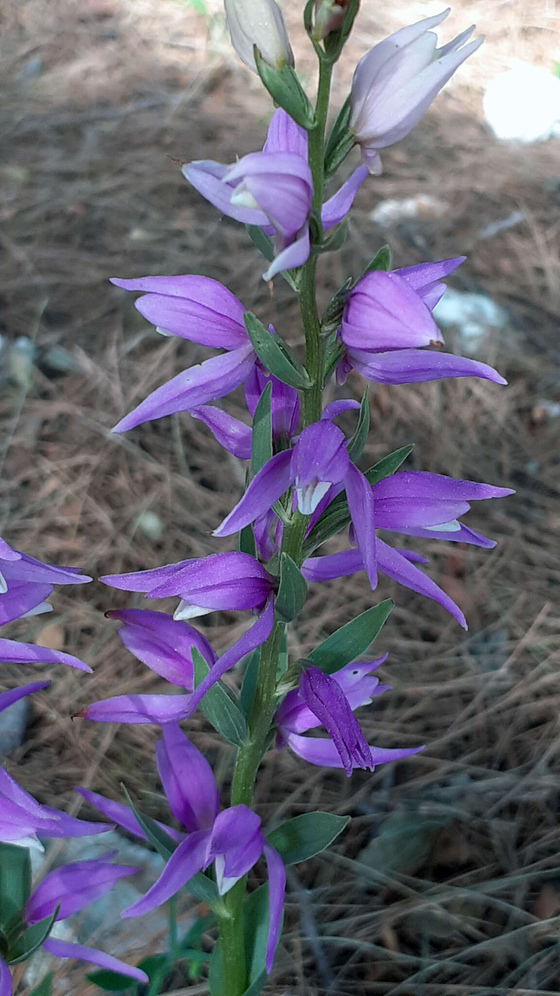 Image of Cephalanthera kurdica Bornm. ex Kraenzl.