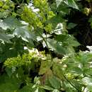 Image de Actaea laciniata (S. Wats.) J. Compton