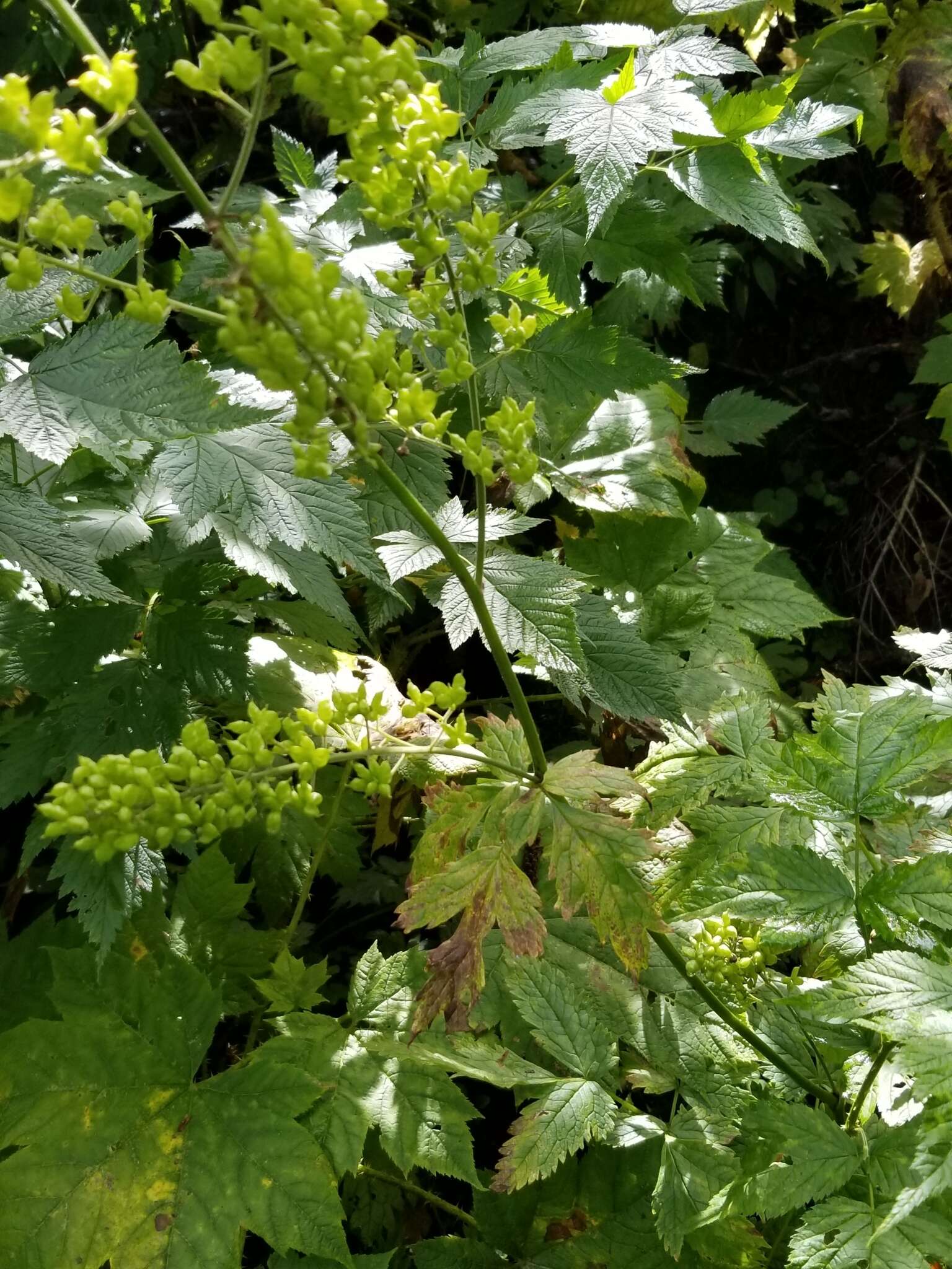 Image of Mt. Hood Bugbane