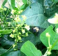 Image of Eastern Carpenter Bee