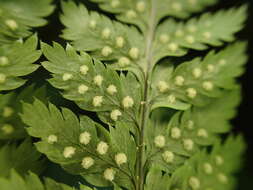 Image of Dryopteris aemula (Ait.) O. Kuntze