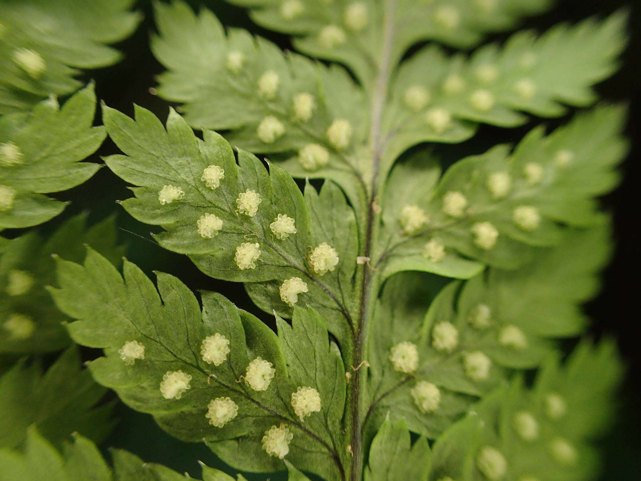 Imagem de Dryopteris aemula (Ait.) O. Kuntze