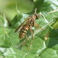 Image de Knemodynerus multimaculatus Gusenleitner 2006