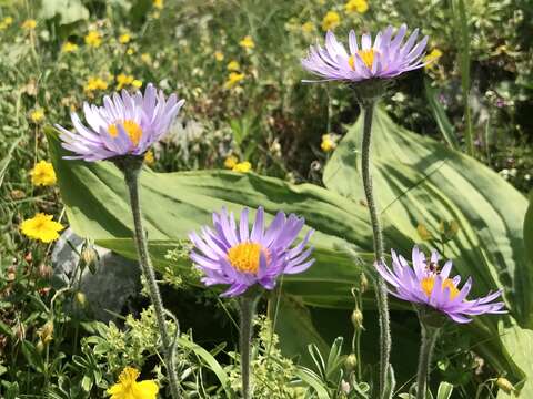 Image of alpine aster