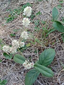 Image de Pfaffia tuberosa (Spreng.) Hicken