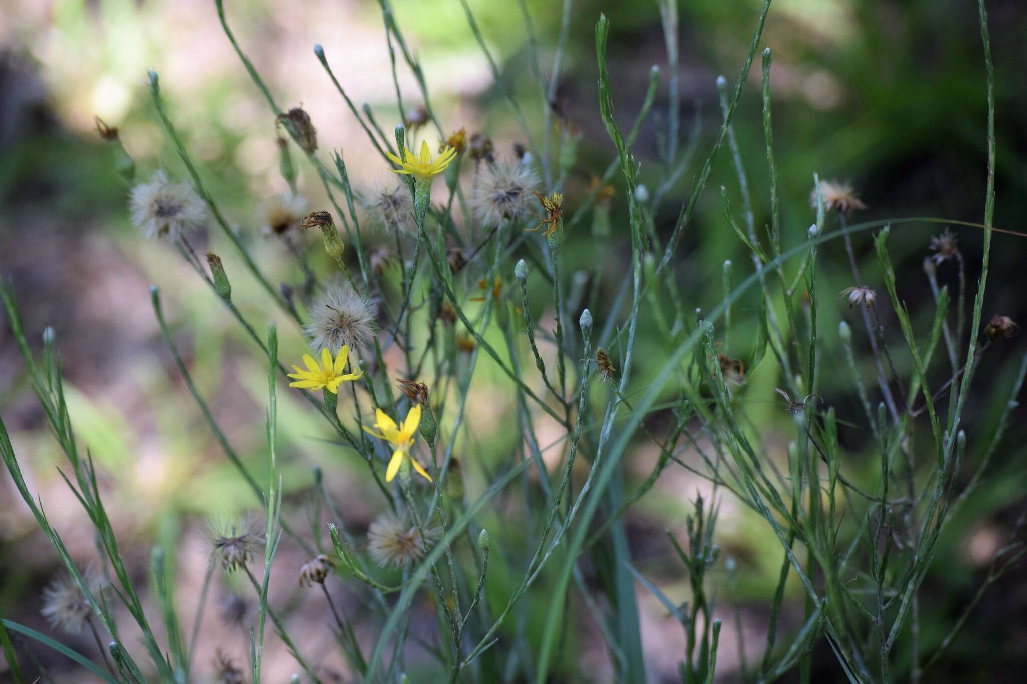 Image de Pityopsis graminifolia (Michx.) Nutt.