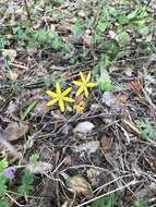 Image of common goldenstar