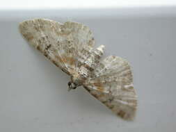 Слика од Eupithecia pulchellata Stephens 1831