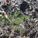 Image of whiskbroom parsley