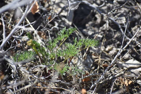 Image of whiskbroom parsley