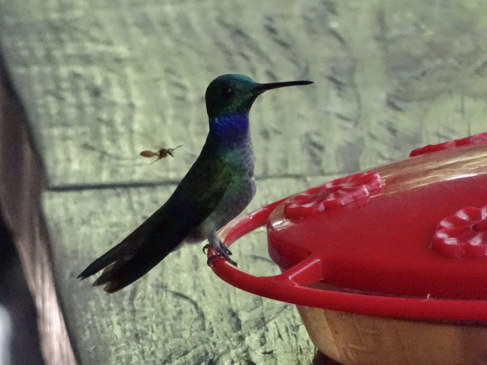 Image of Blue-chested Hummingbird