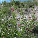 Sivun Scrophularia cretacea Fisch. kuva