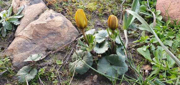 Image of Anemone palmata L.