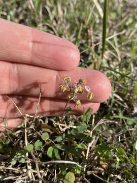 Слика од Thalictrum texanum (A. Gray) Small