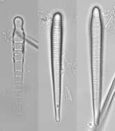 Image of <i>Meridion constrictum</i>