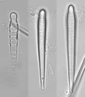 Sivun <i>Meridion constrictum</i> kuva