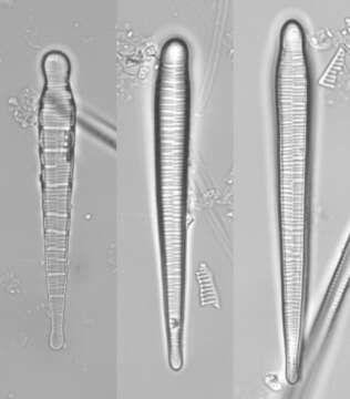 Image of <i>Meridion constrictum</i>