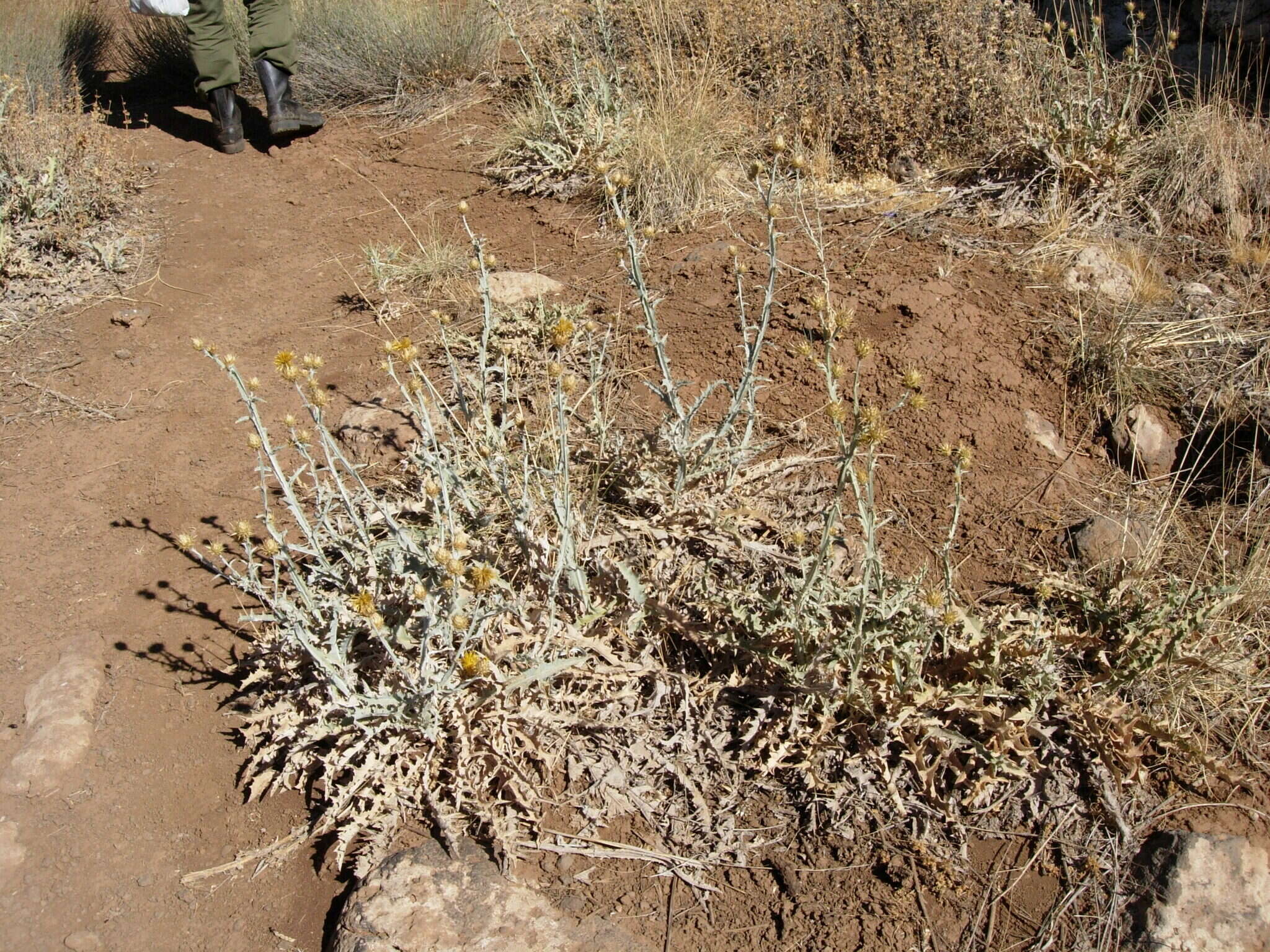 Image of Centaurea onopordifolia Boiss.