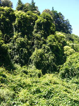 Image de Actinidia chinensis var. hispida C. F. Liang