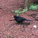 Image of Turdus merula azorensis Hartert 1905