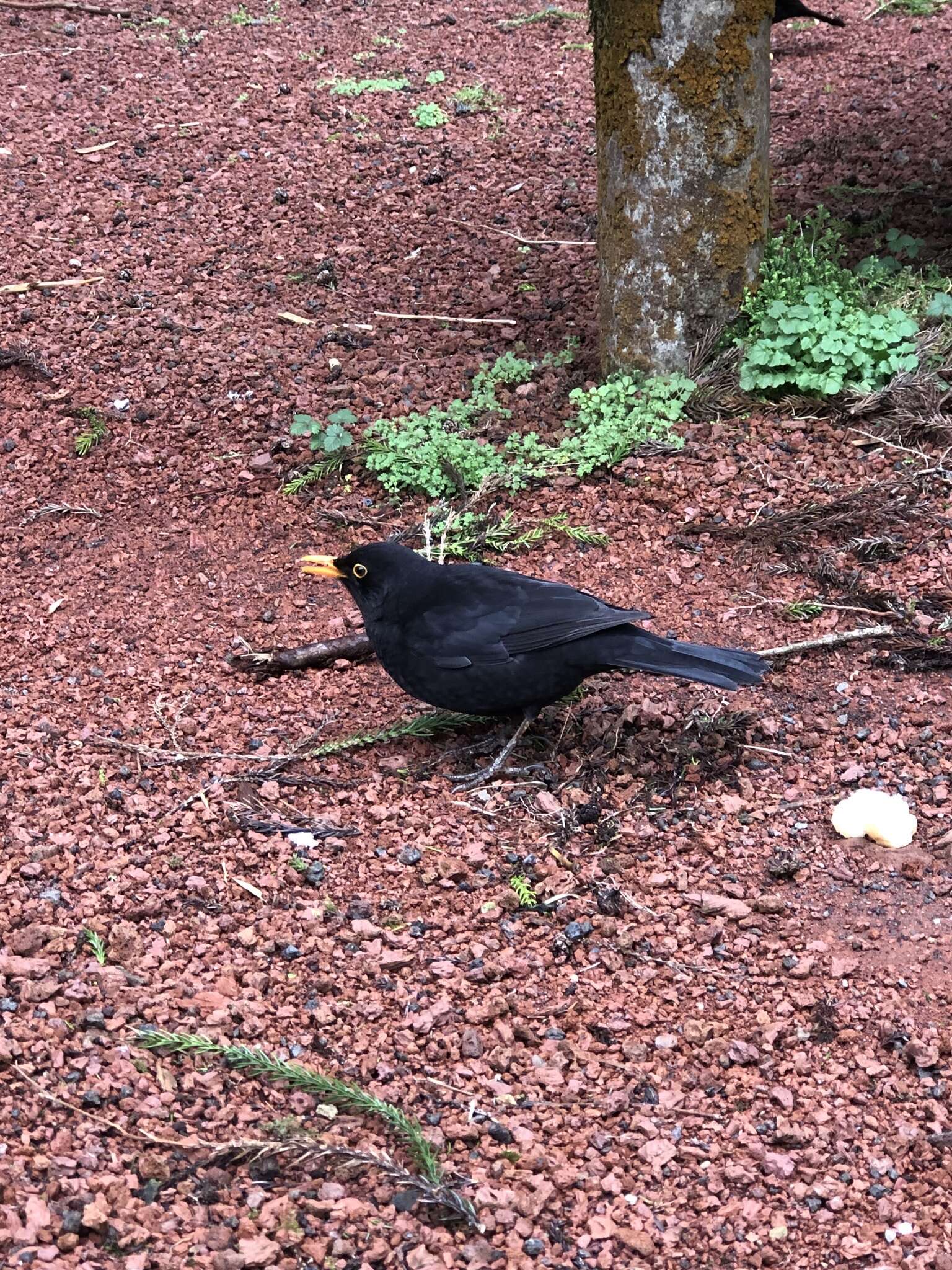 Turdus merula azorensis Hartert 1905的圖片