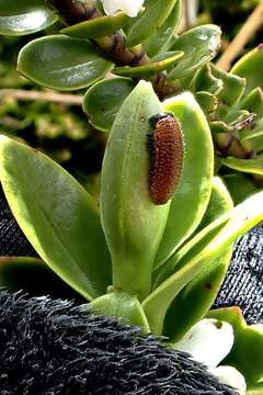 Image of Veronica canterburiensis Armst.