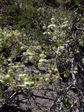 Image of Loasa floribunda Hook. & Arn.