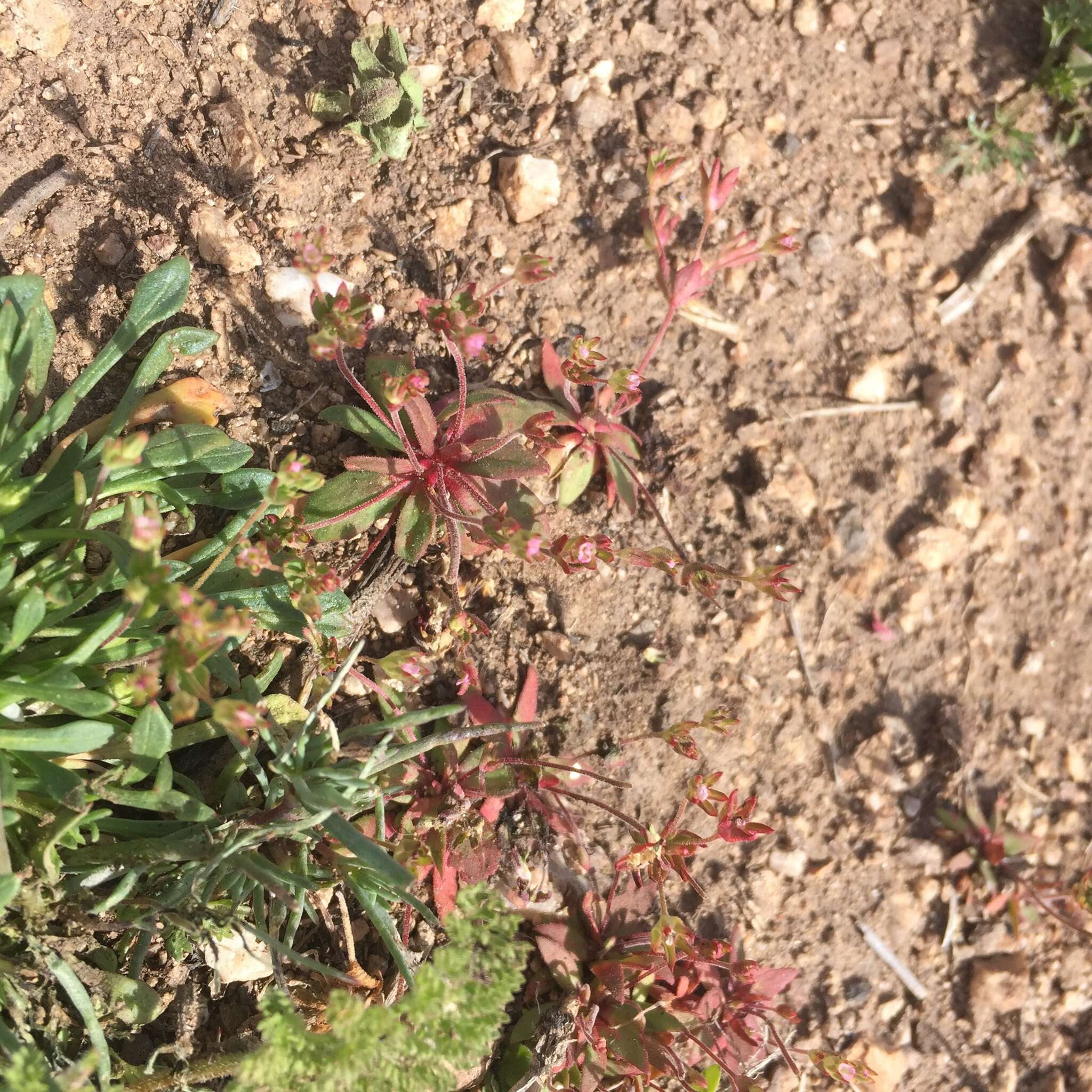 Image of western rockjasmine