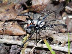 Latrodectus variolus Walckenaer 1837的圖片