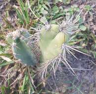 Image de Cereus jamacaru subsp. jamacaru