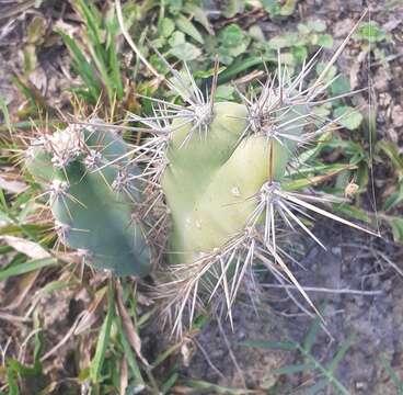 Plancia ëd Cereus jamacaru subsp. jamacaru