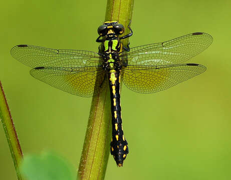 Imagem de Ophiogomphus howei Bromley 1924