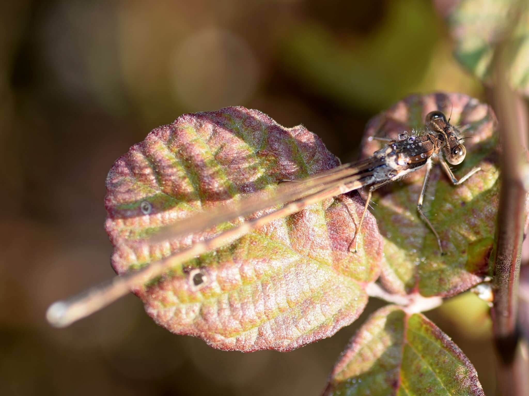 Image of Common Winter Damsel