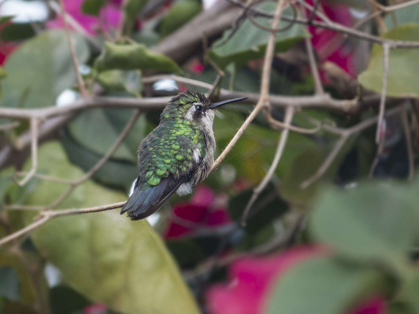 Chlorostilbon mellisugus (Linnaeus 1758) resmi