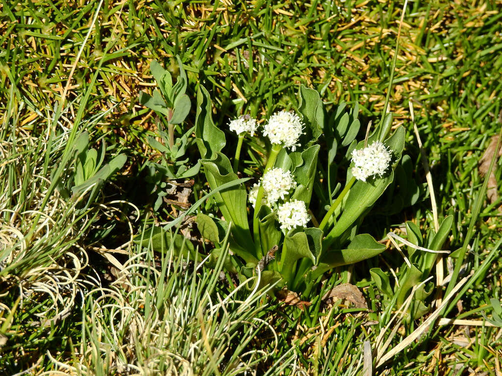 Image of Valeriana macrorhiza Poepp. ex DC.