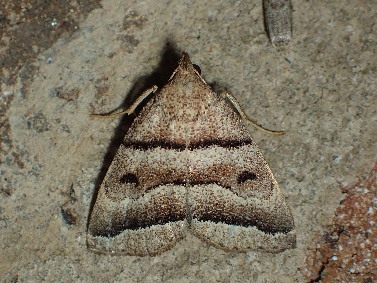 Image of Zanclognatha atrilineella (Grote 1873)