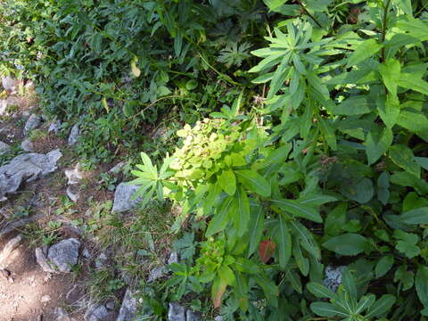 Image of Euphorbia austriaca A. Kern.