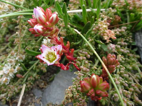 Imagem de Sedum candollei