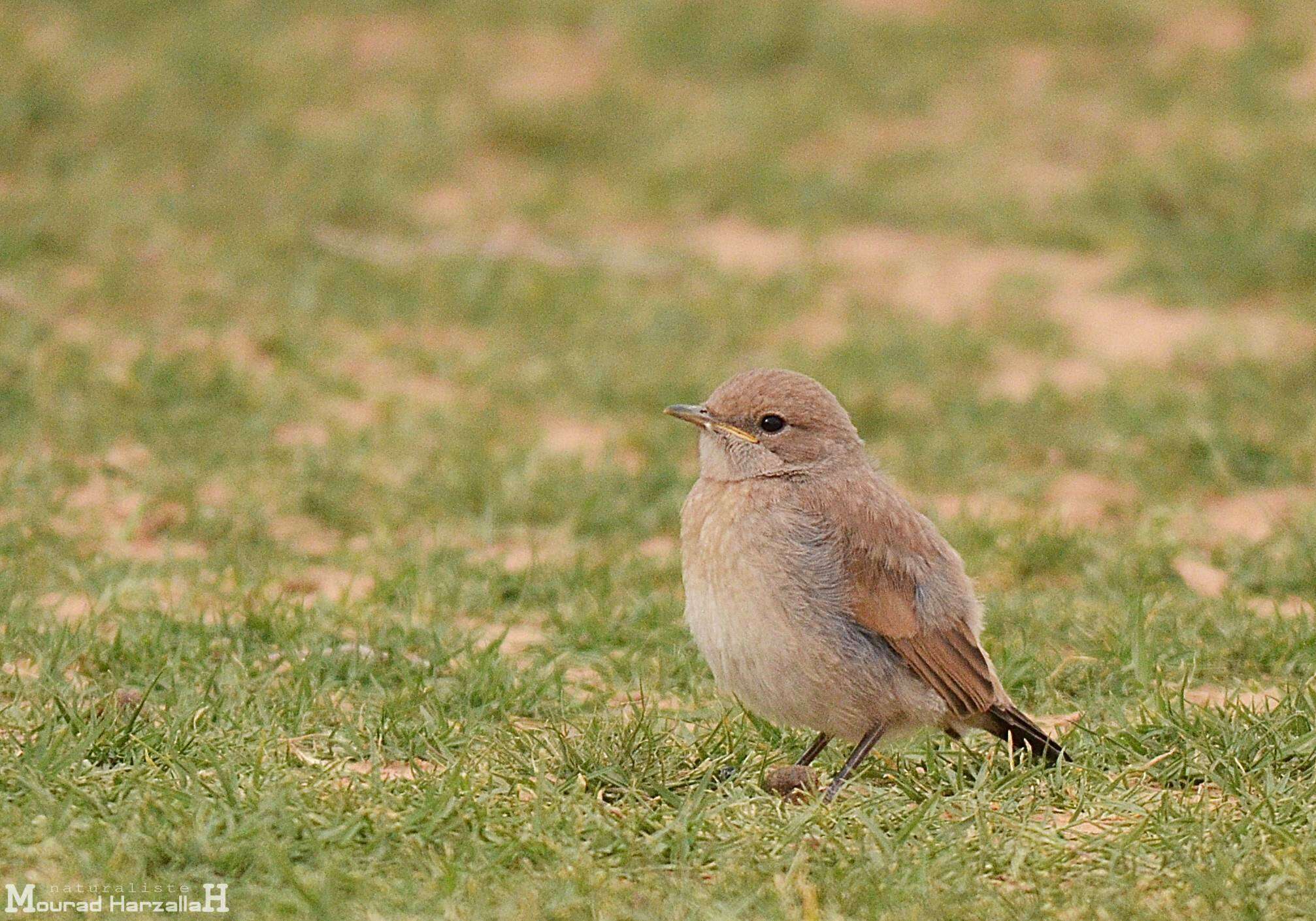 Image of Red-rumped Wheatear