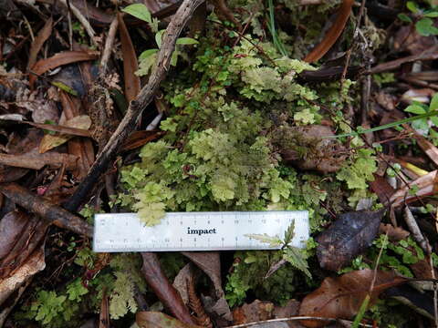 Image of Trichocolea mollissima (Hook. fil. & Taylor) Gottsche