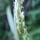 Image of Koeleria cheesemanii (Hack.) Petrie